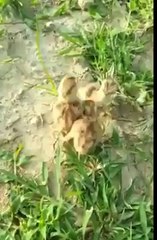 Awe soo cute little  chickens