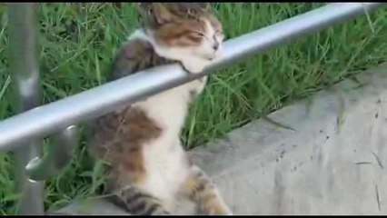 kedinin meraklı bakışları