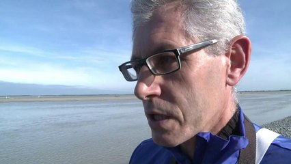 Baie de Somme: six veaux-marins remis en milieu naturel