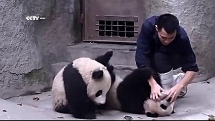 Mignon: deux pandas ne veulent pas prendre leurs médicaments