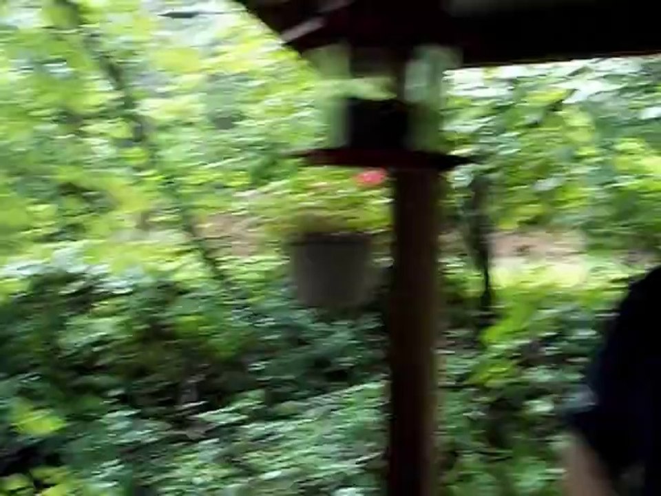 After the storm, frogs and stuff