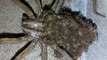 Une araignée-loup monstruseuse promène ses bébés sur le dos