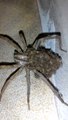 Une araignée-loup monstruseuse promène ses bébés sur le dos