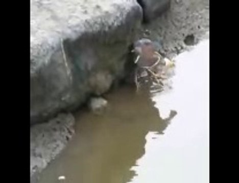 سبحان الله طائر يصطاد سمكة