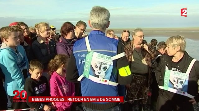 Des bébés phoques retrouvent la mer après trois mois de soins