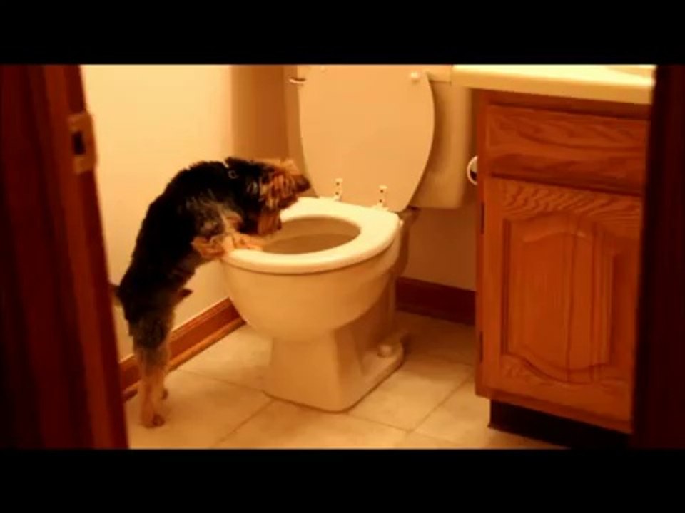 Kedi sıkışırsa