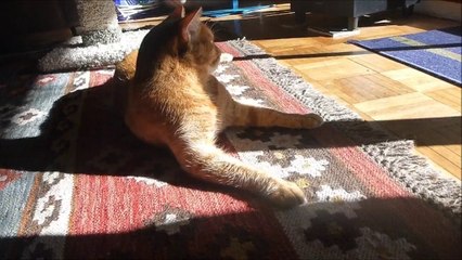 Our cat Cayenne enjoying an October sunbeam