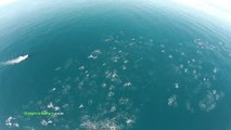 Un drone filme des centaines de dauphins et baleines