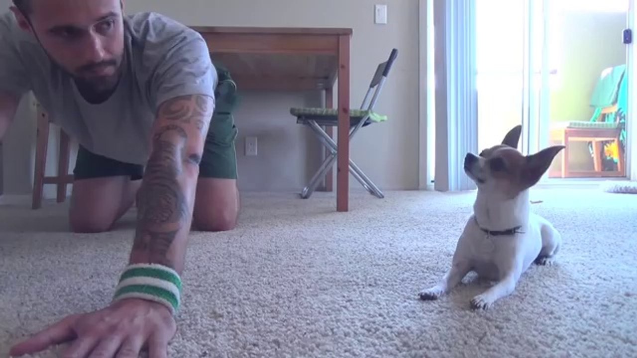 köpek yoga yaparmı