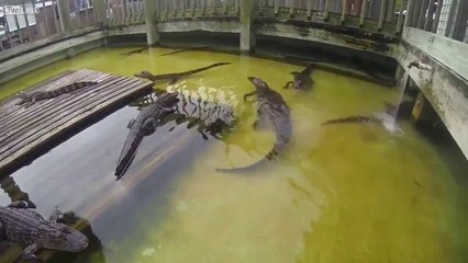 This alligator hates being filmed