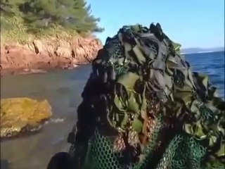 Des algues OGM qui parlent !!!