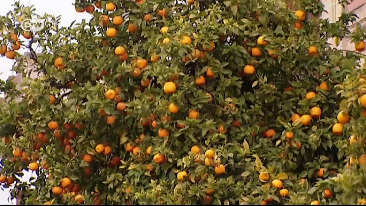 Kalbsbäckchen mit Sherry | Euromaxx