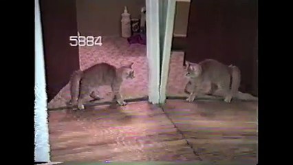 [+18 ~ Sexy Funny Girl]Mirror Cat