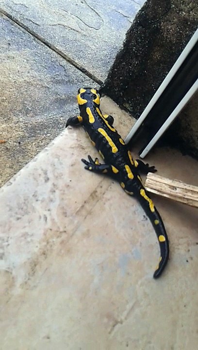 Salamandre d'Octobre