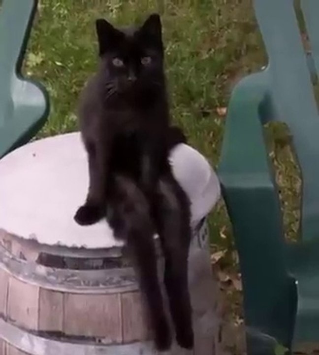 Le chat le plus posé du monde , c'est lui  !