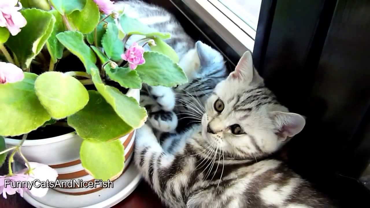 Cutest Cat Moments. Top 25 Cutest Kittens and Funny Cats Yawns_youtube_original