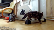 Funny Cats spy thriller. Mission Impossible_youtube_original