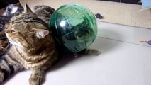 Funny cats. Cutest fluffy Kittens and spacecraft ( Kitten in Hamster Ball )_youtube_original