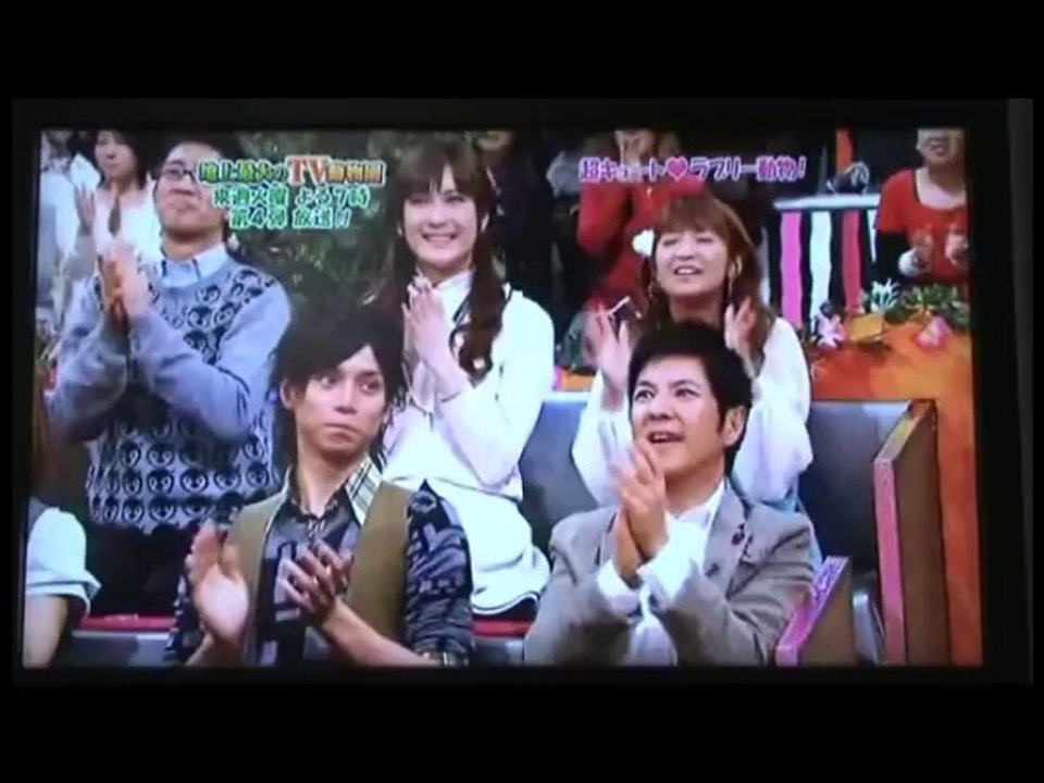 Cute Scottish Fold Munchkin Kittens! Funny pet videos on crazy Japanese TV game show_youtube_original