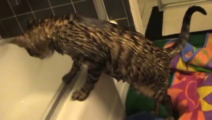 Funny Bengal Cats in the tub - Kuma and Elton take a bath and shower_youtube_original