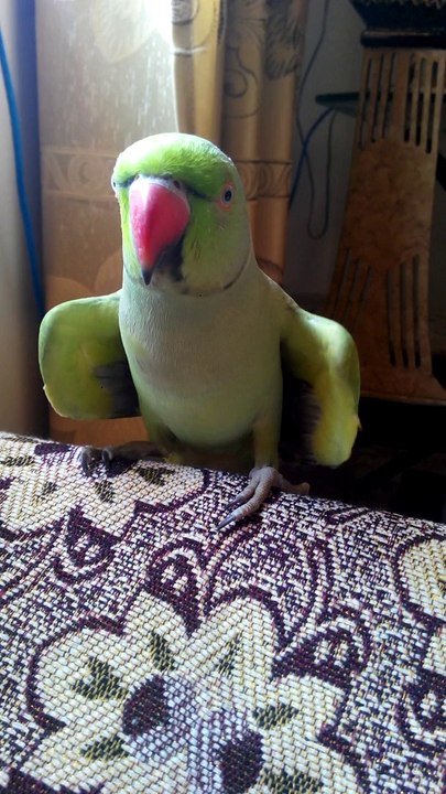 dancing funny parrot