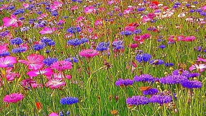 09 - Imágenes y música del Alma