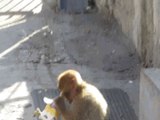 Affen in Gibraltar