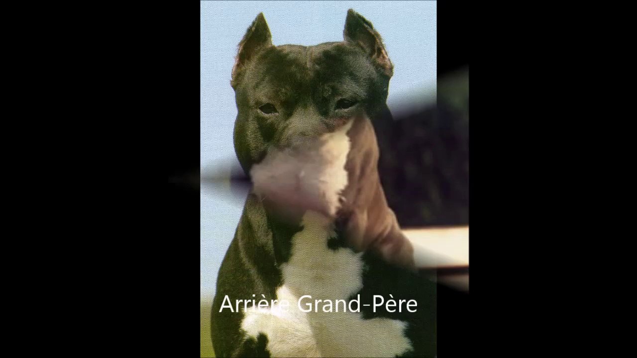 Chiots american staff du Pacific Blue Sky