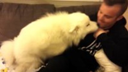 Samoyed puppy hugs