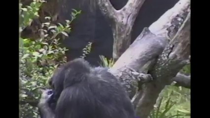 [+18 ~ Sexy Funny Girl]Baby Chimpanzee Gets A Smelly Surprise