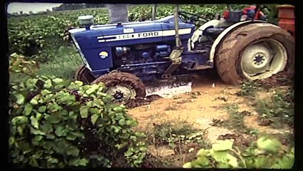 1987 - Bessan - Vendanges dans L'eau