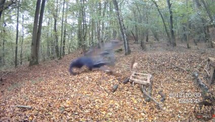 [+18 ~ Sexy Funny Girl]Bike Downill Broken Shoulder - Fails World