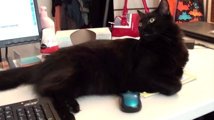 Pourquoi travailler avec un chat est impossible