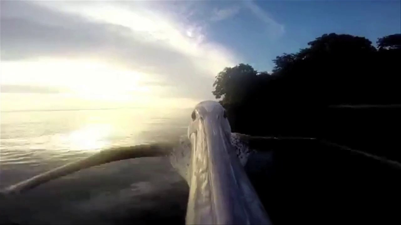 Caméras embarquées sur oiseaux