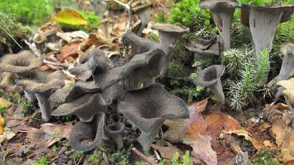 La chasse aux trompettes