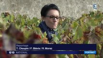 Métiers du vin: quand les femmes tentent de percer