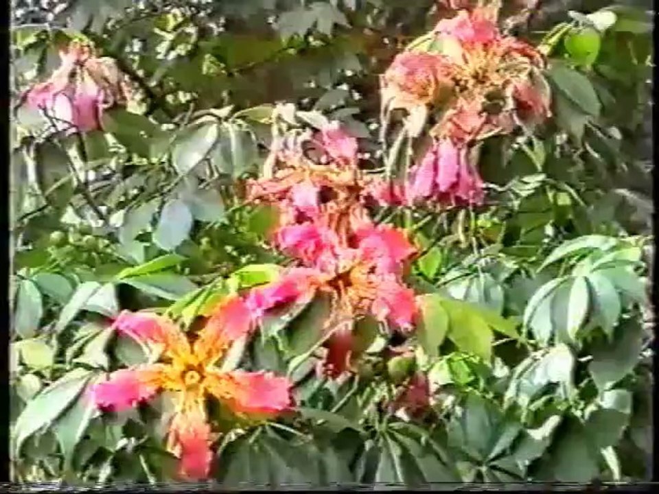 Круиз 1997 (Часть 1)