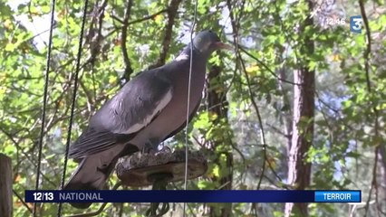 La chasse à la palombe : une histoire de famille