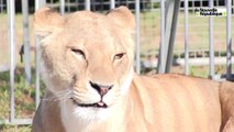 VIDEO. Didier Prein, dompteur de fauves au cirque Claudio Zavatta à Chauray (79)