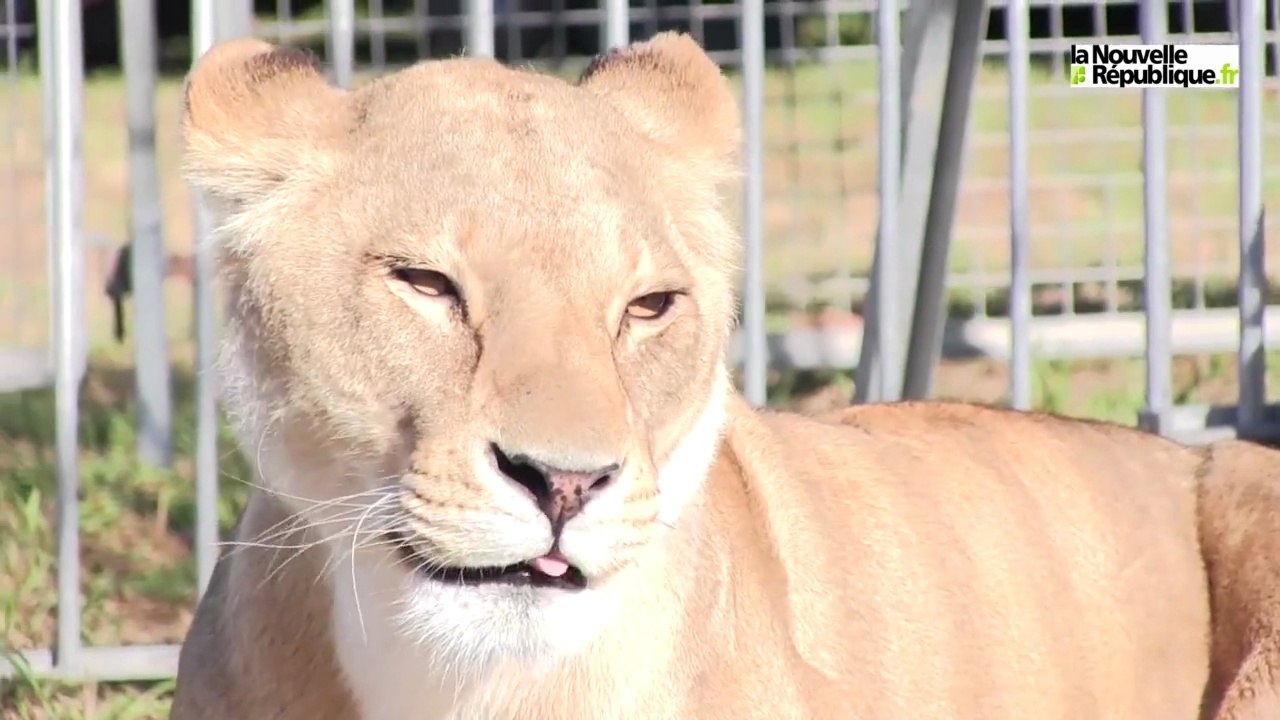 VIDEO. Didier Prein, dompteur de fauves au cirque Claudio Zavatta à Chauray (79)