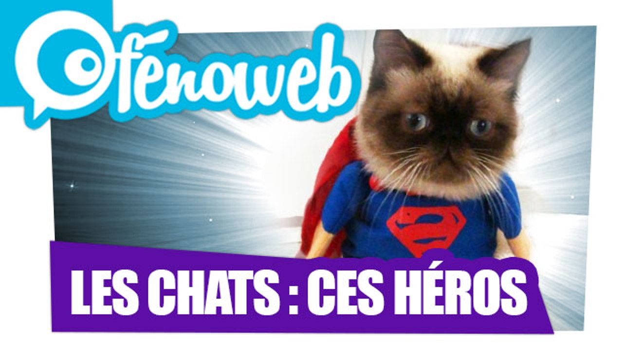 Les Chats : Ces Héros !!