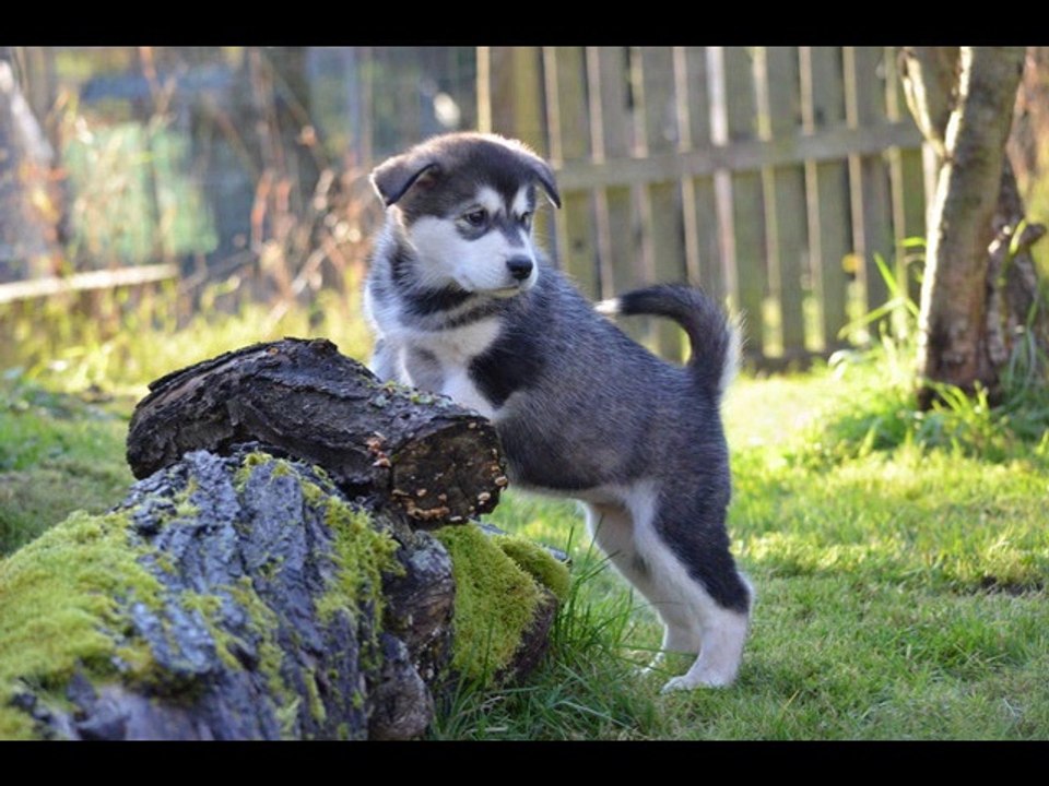 Chiots Holy & Gao 1 an