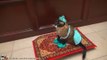 Un chat habillé comme la princesse Jasmine d’Aladin sur un tapis volant