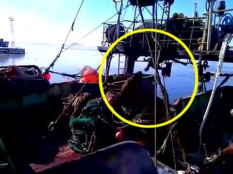 Quand un lion de mer rencontre un chien, ça vole