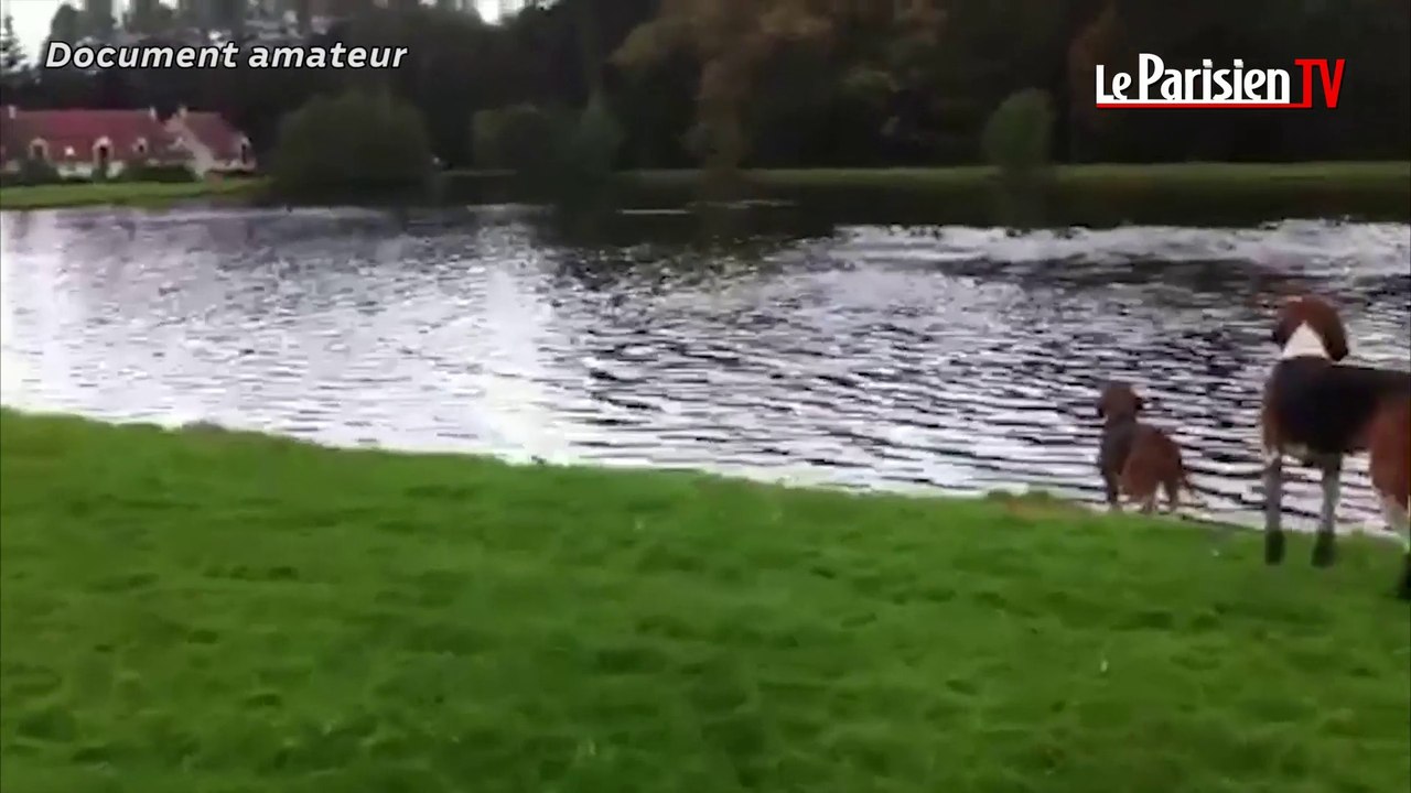Chasse à courre : il filme la noyade d'un cerf