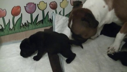 36ème vidéo de la 17ème portée de Staffordland