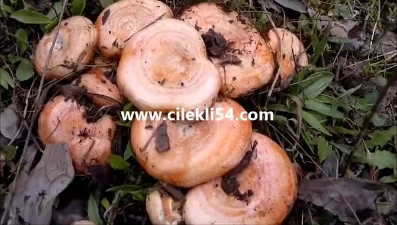 2014 Sakarya Çilekli Köyü kanlıca mantarı