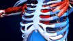 Australian Doctors Transplant 'Dead' Hearts in Surgical Breakthrough - BREAKING NEWS 24 OCT 2014