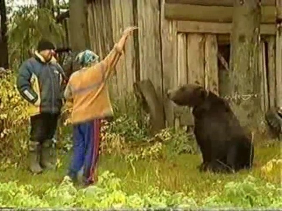 Feed the Bear (Funny Video Clip)