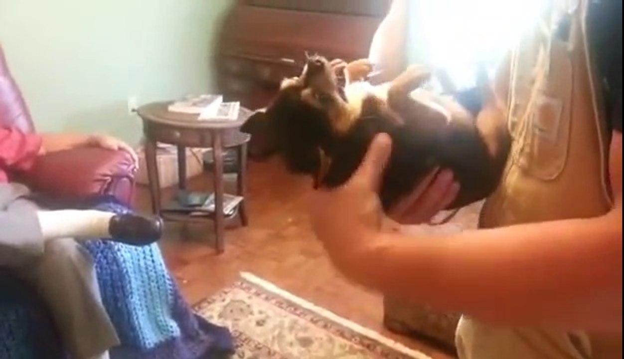 Le chien n'aime pas ce gars et fait le mort quand il le porte !